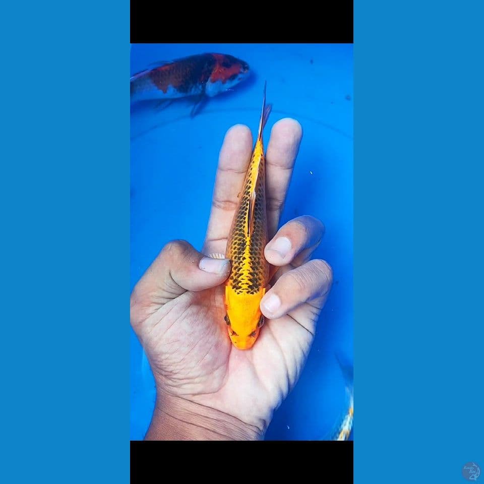 kin matsuba 15 cm