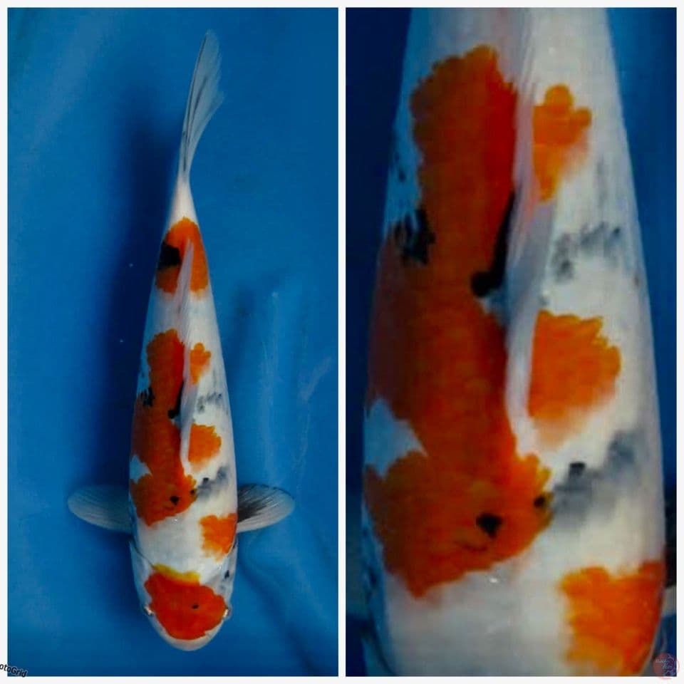 Showa Tategoi F1 32cm