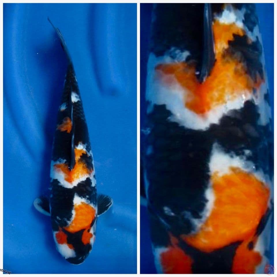 Showa bahan keep F1 sakai 35cm
