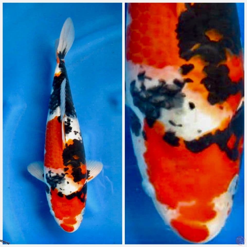 Showa F1 sakai 37cm