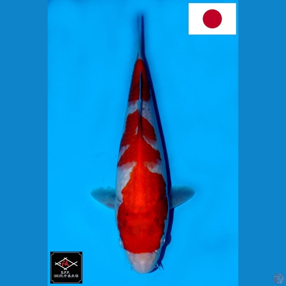 SAKAI NIDAN KOHAKU SQ 25CM
