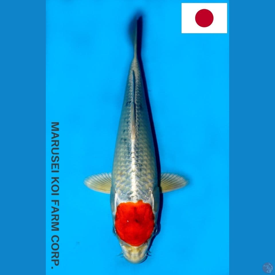 MARUSEI TC KUJAKU HQ 26CM