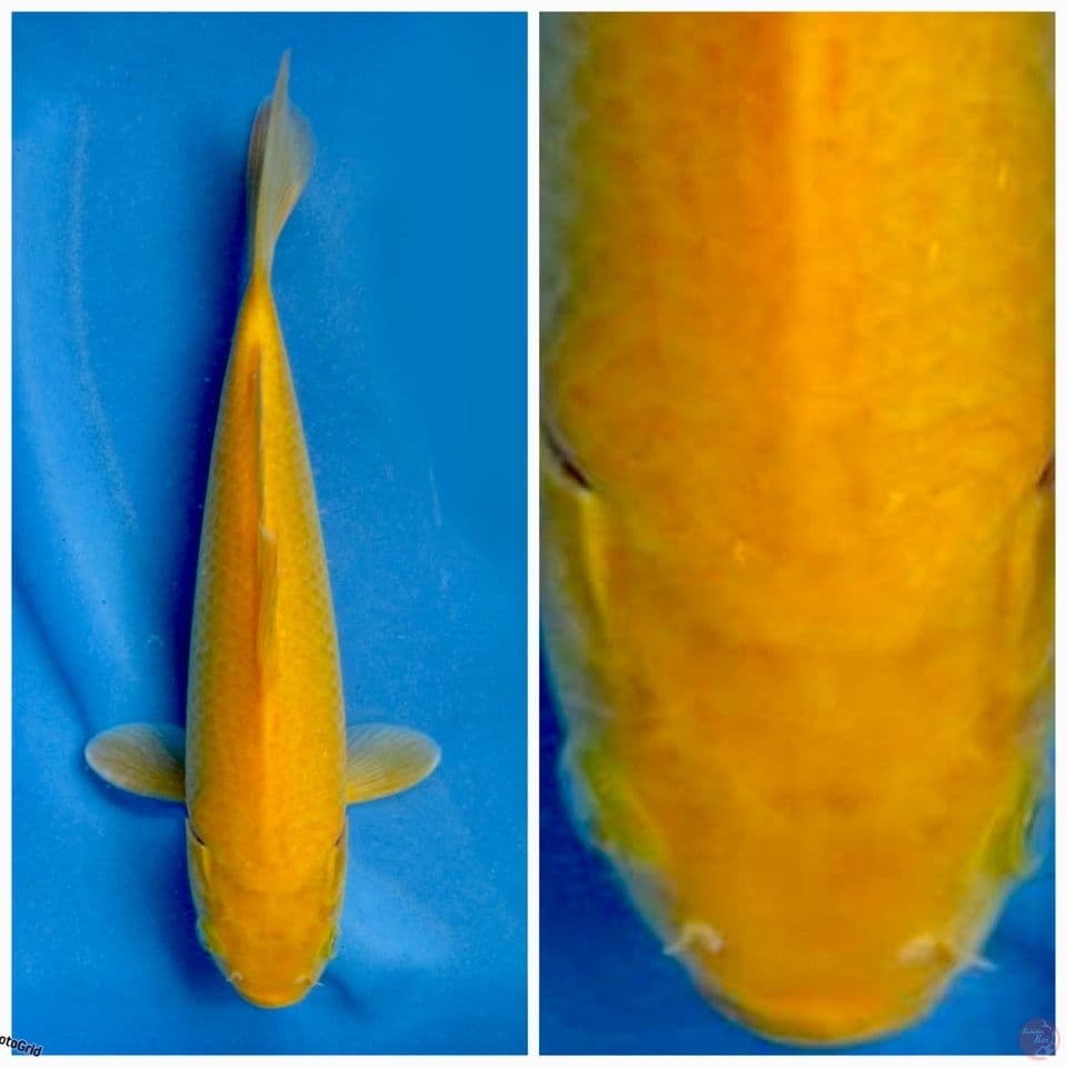 Super karasi nobocor F1 marusai 29cm