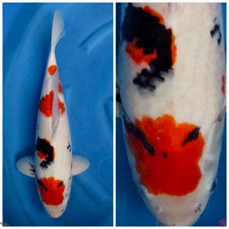 Kindai showa Super jumbo F1 sakai 50cm male