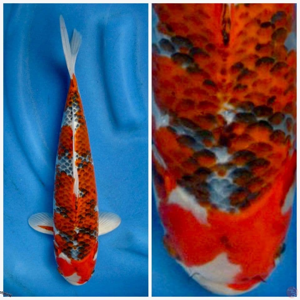 Goshiki F1 marusai 40cm