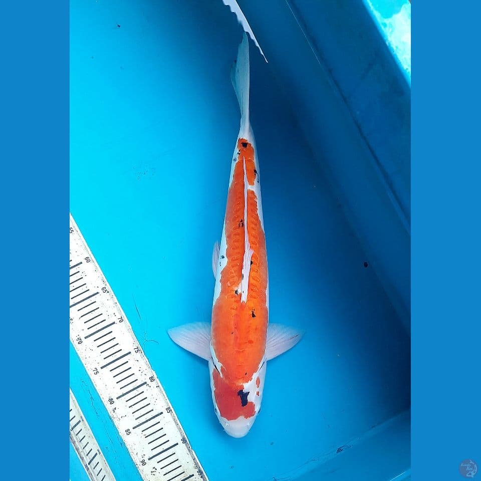 Showa doitsu tategoi 55cm Male