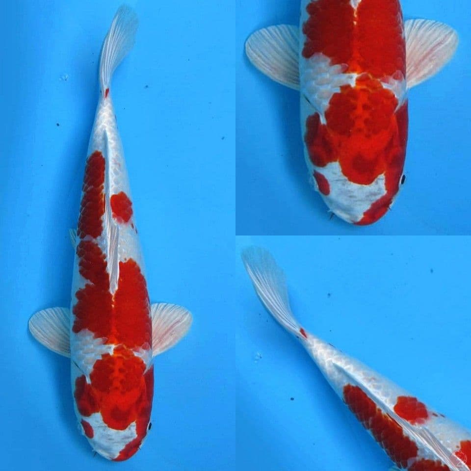Red kinkhusui 35cm