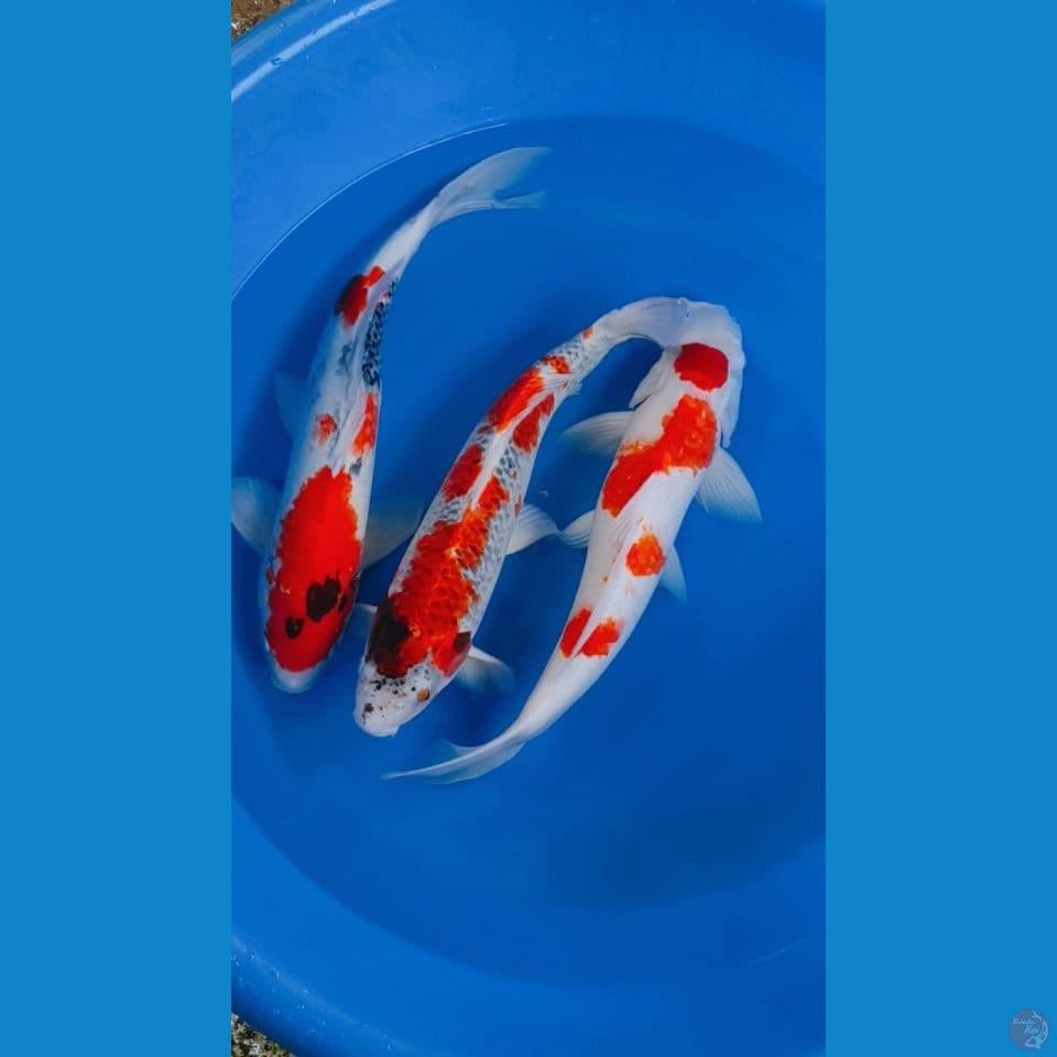 kohaku goshiki showa