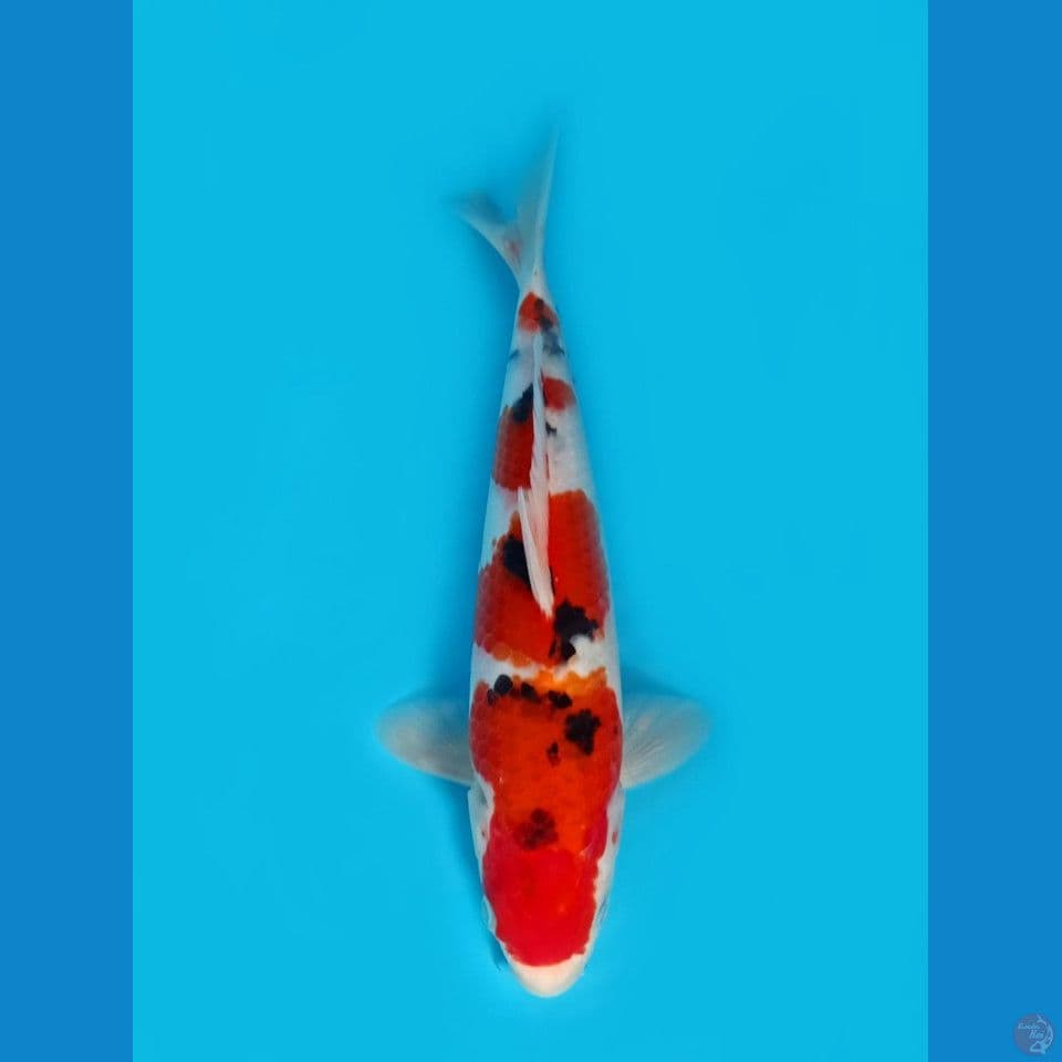 Sanke 29cm