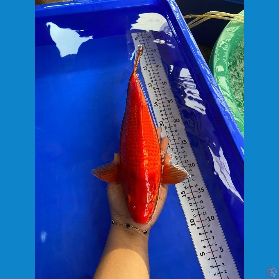 34cm