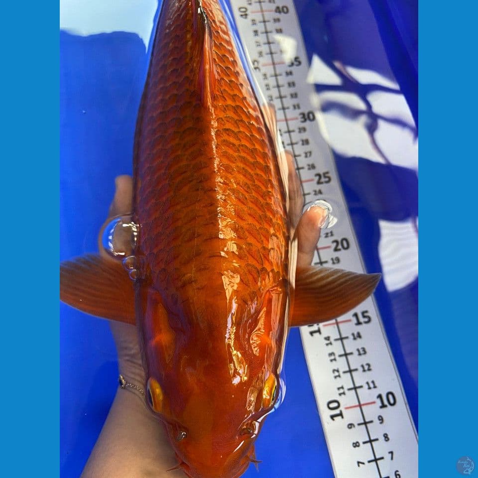 35cm