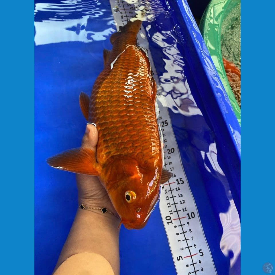 35cm