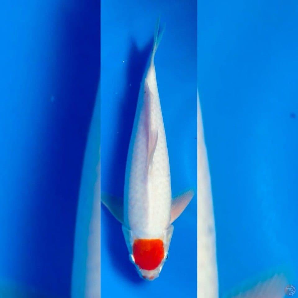 TANCHO KOHAKU ORIGINAL 35cm