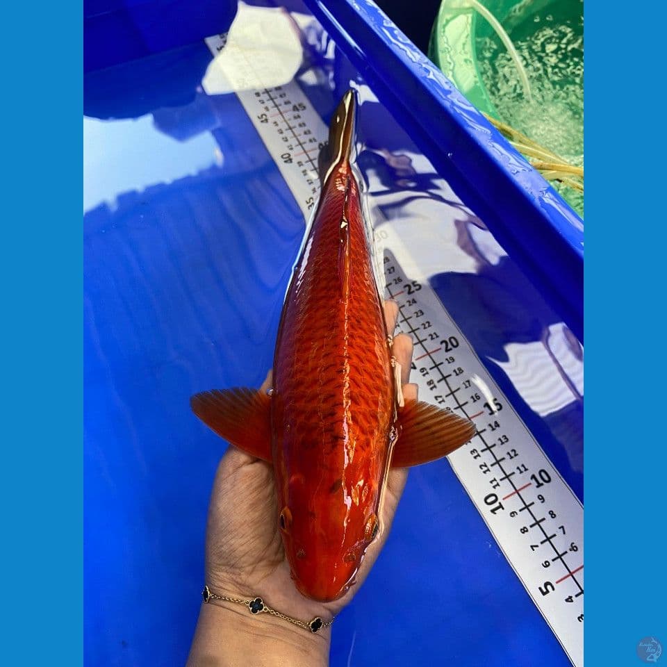 32cm