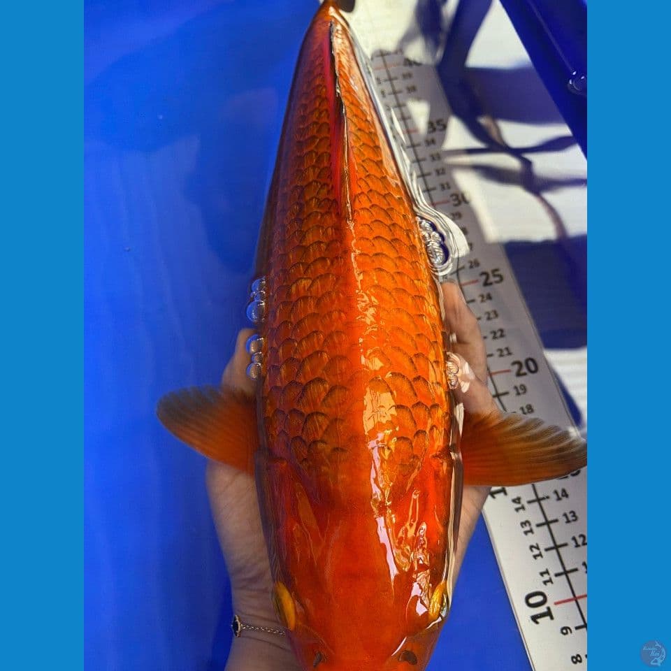 36cm