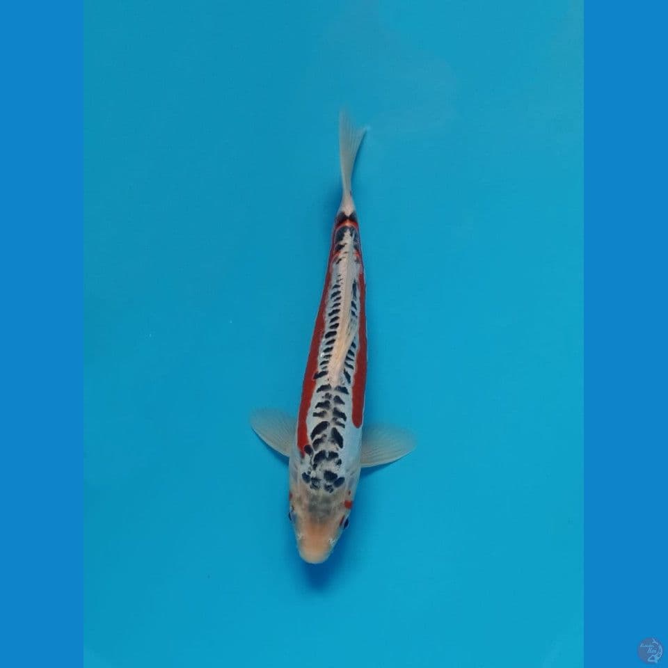 shusui 31cm