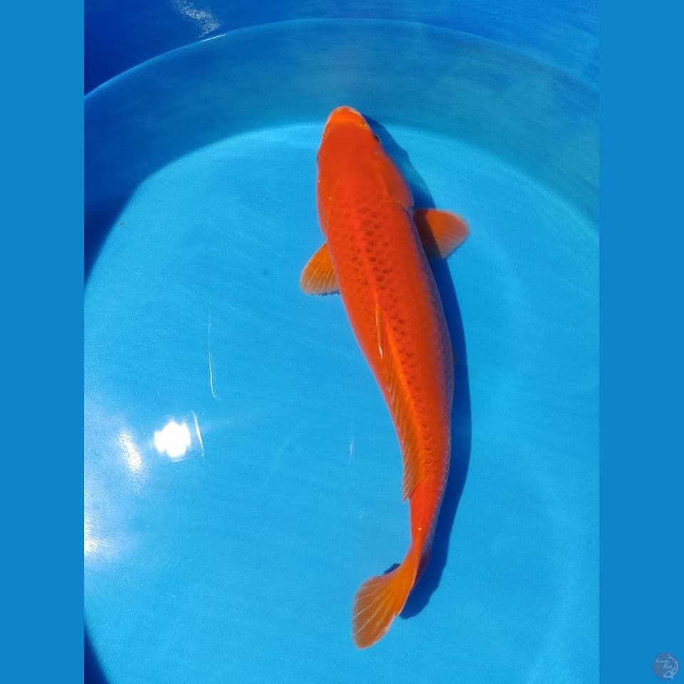 jumbo macuba 57 cm merah setrong