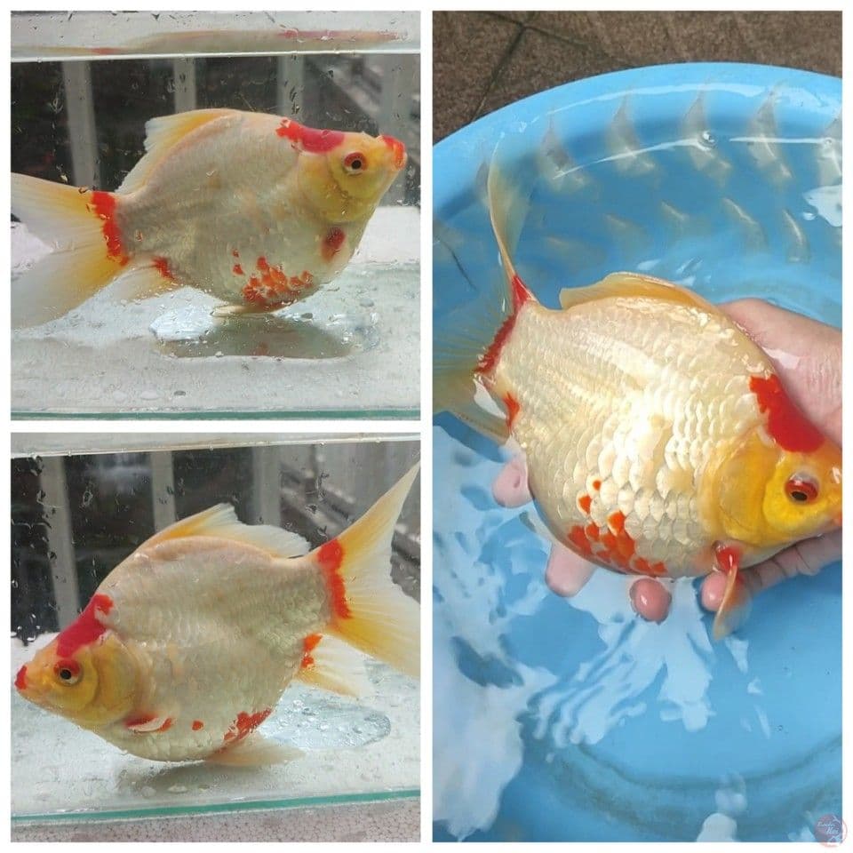 24CM MONSTER Tamasaba