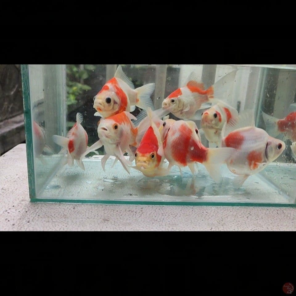 12-17cm Kohaku Tamasaba