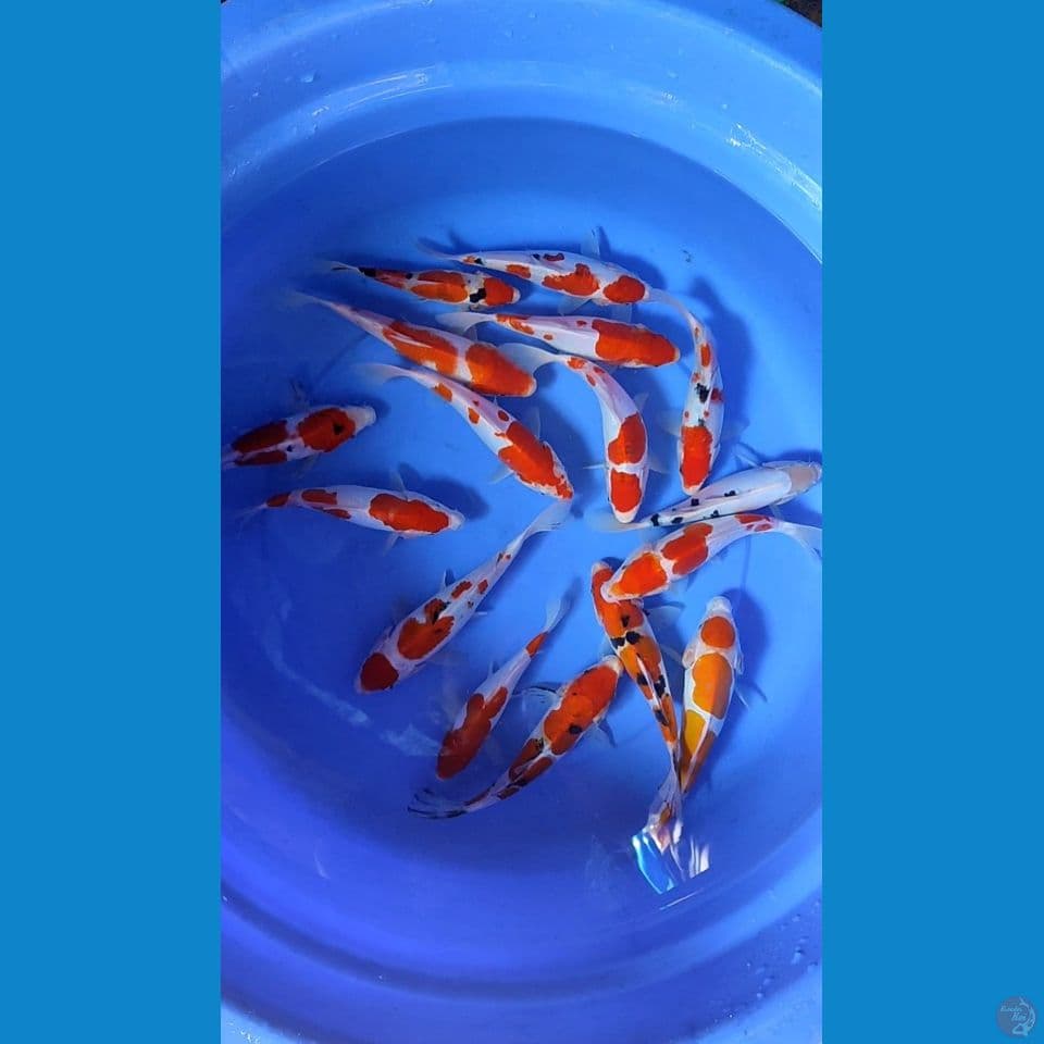 Doitsu 17-20-23 cm 15 pcs