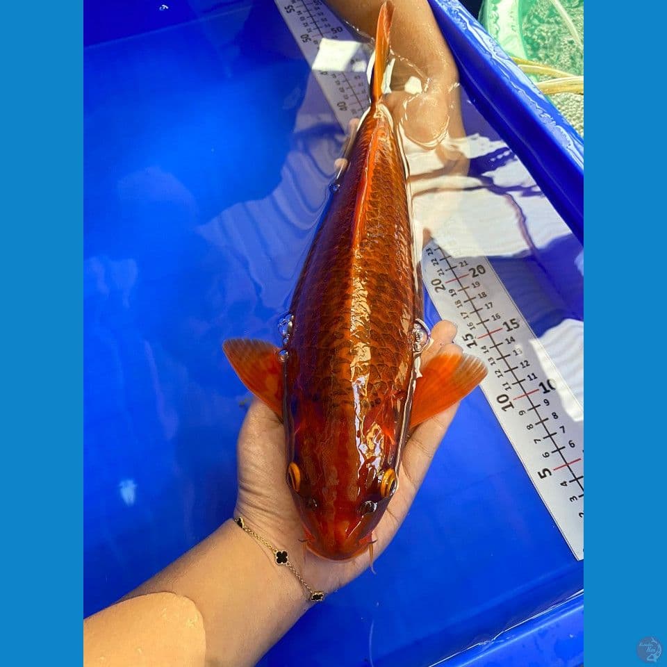 39cm