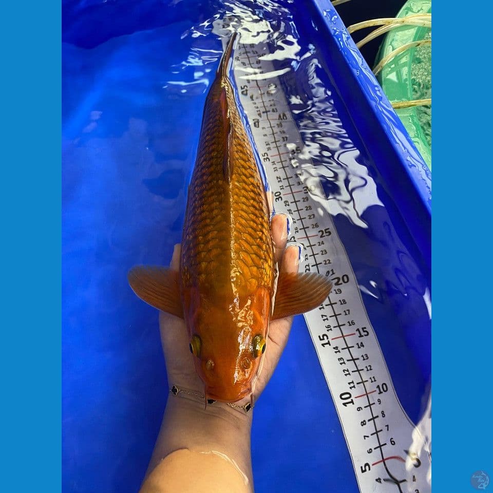 35cm