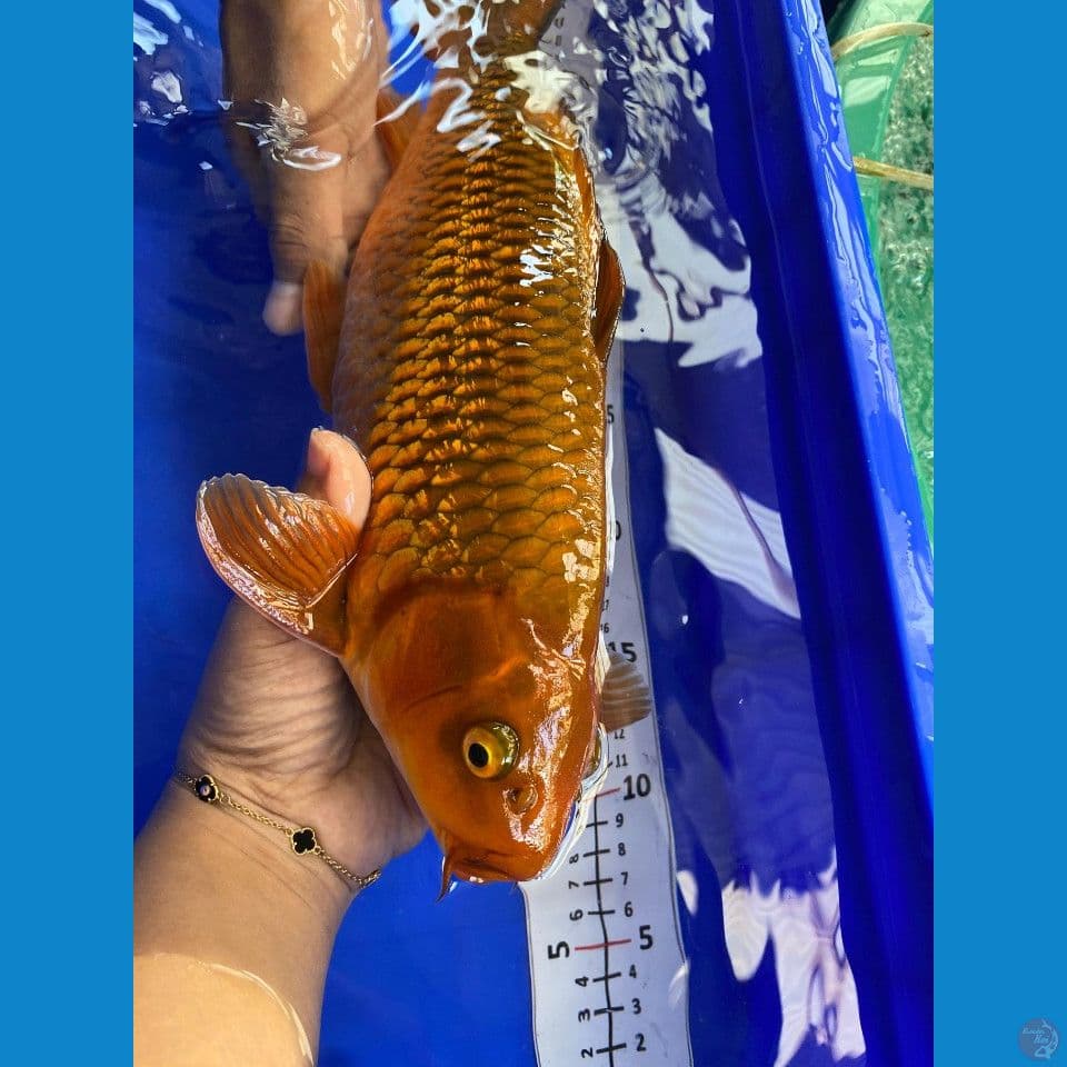 35cm