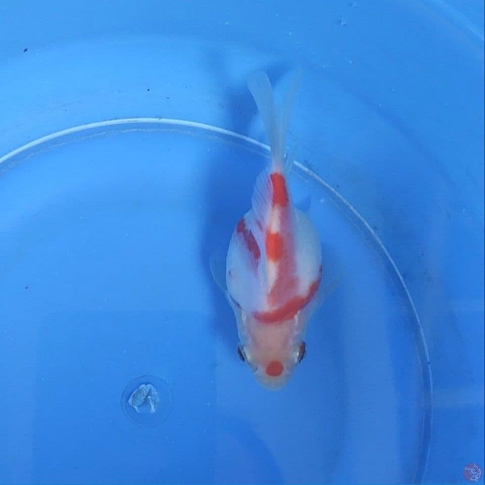 SQ Maruten Tamasaba Short Body