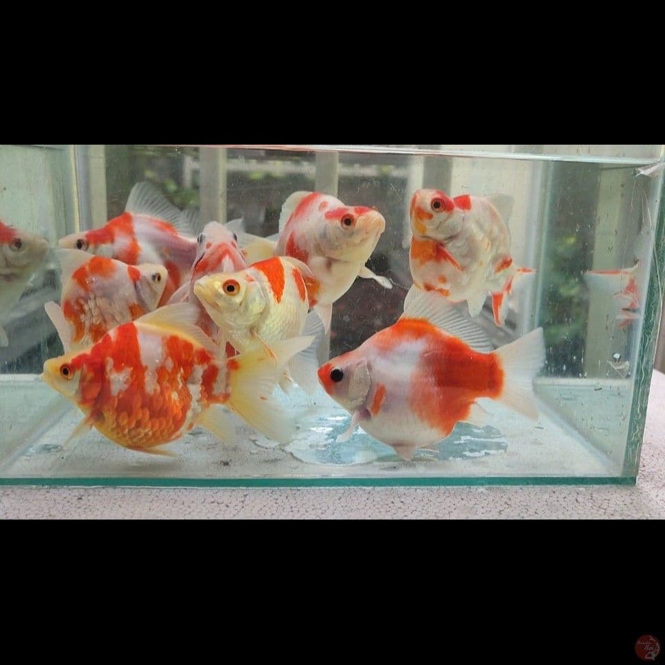 10-15cm Tamasaba Sip