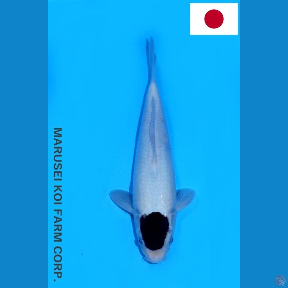 MARUSEI TC GOROMO HQ 30CM