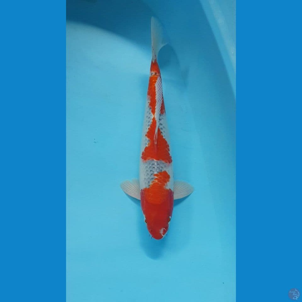 GOSHIKI RESENG 43cm