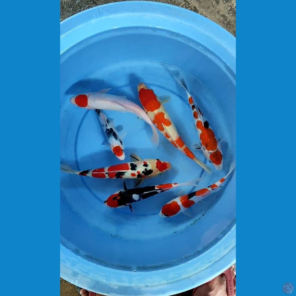 kohaku sanke showa 20-30 cm 7 pcs