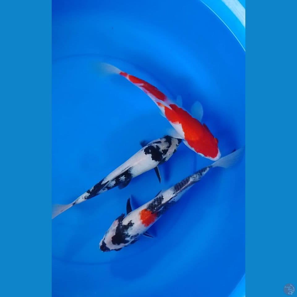 mix size : 28 30cm