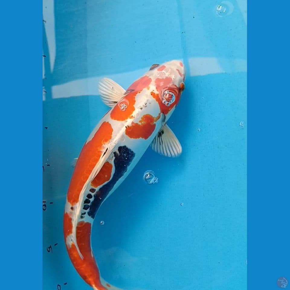 Beni Kiko HQ 42 cm