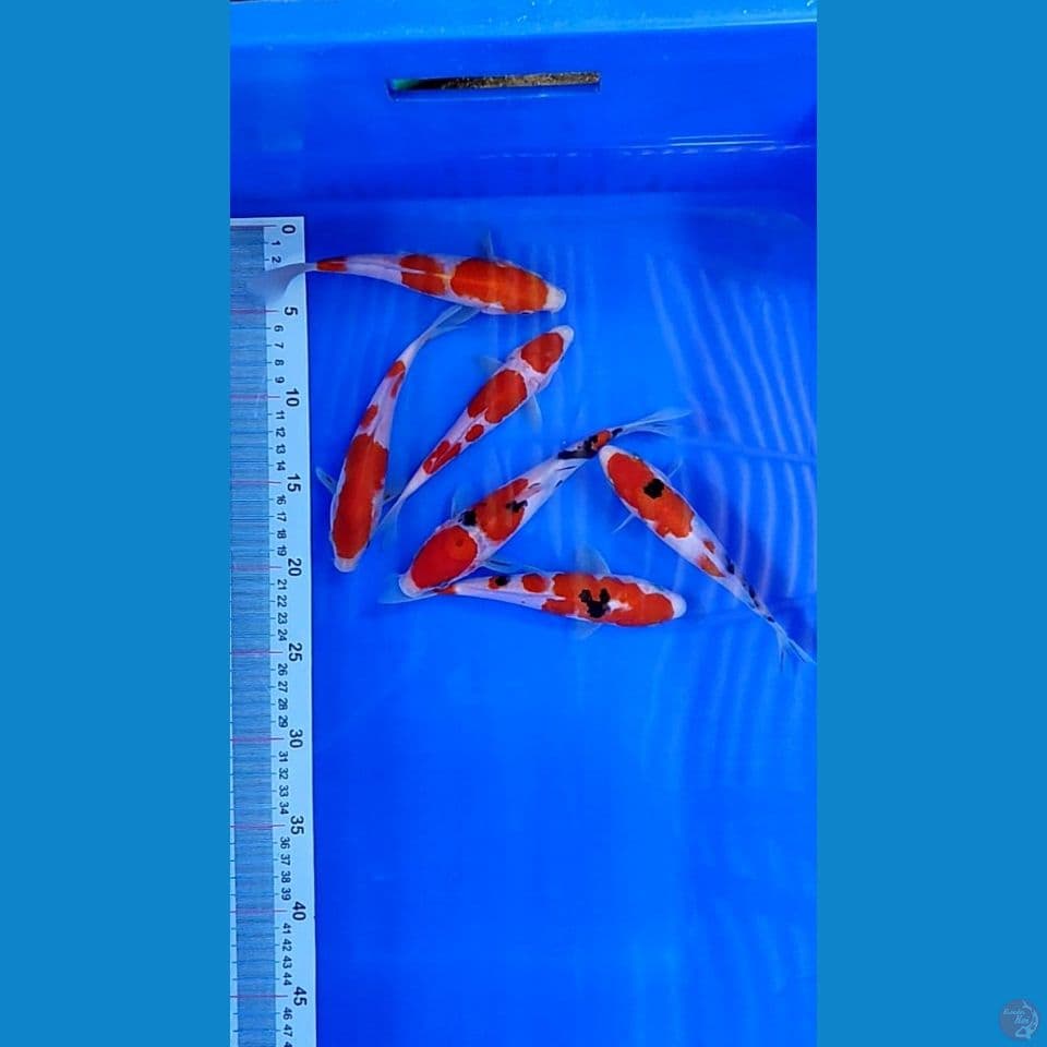 kohaku sanke Grade A 18-21 cm 6 pcs