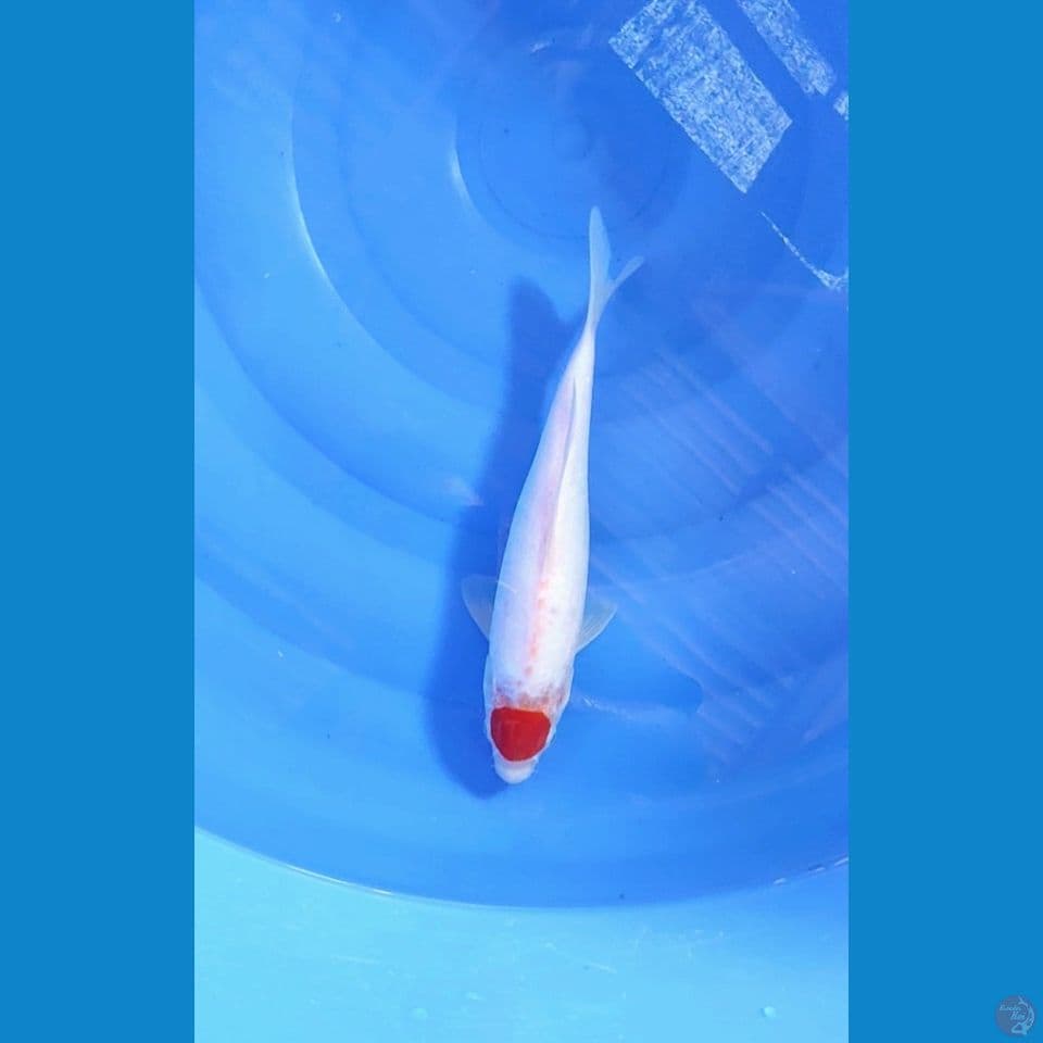 tancho Kohaku 30 bu