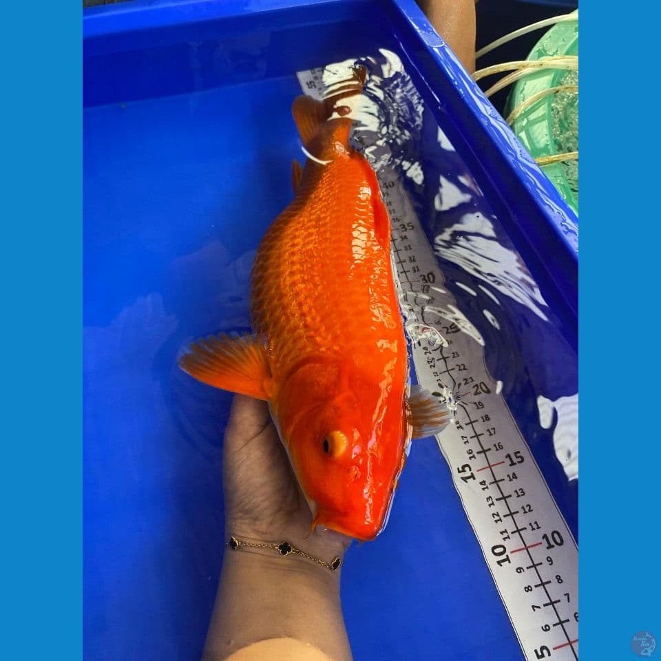 36cm