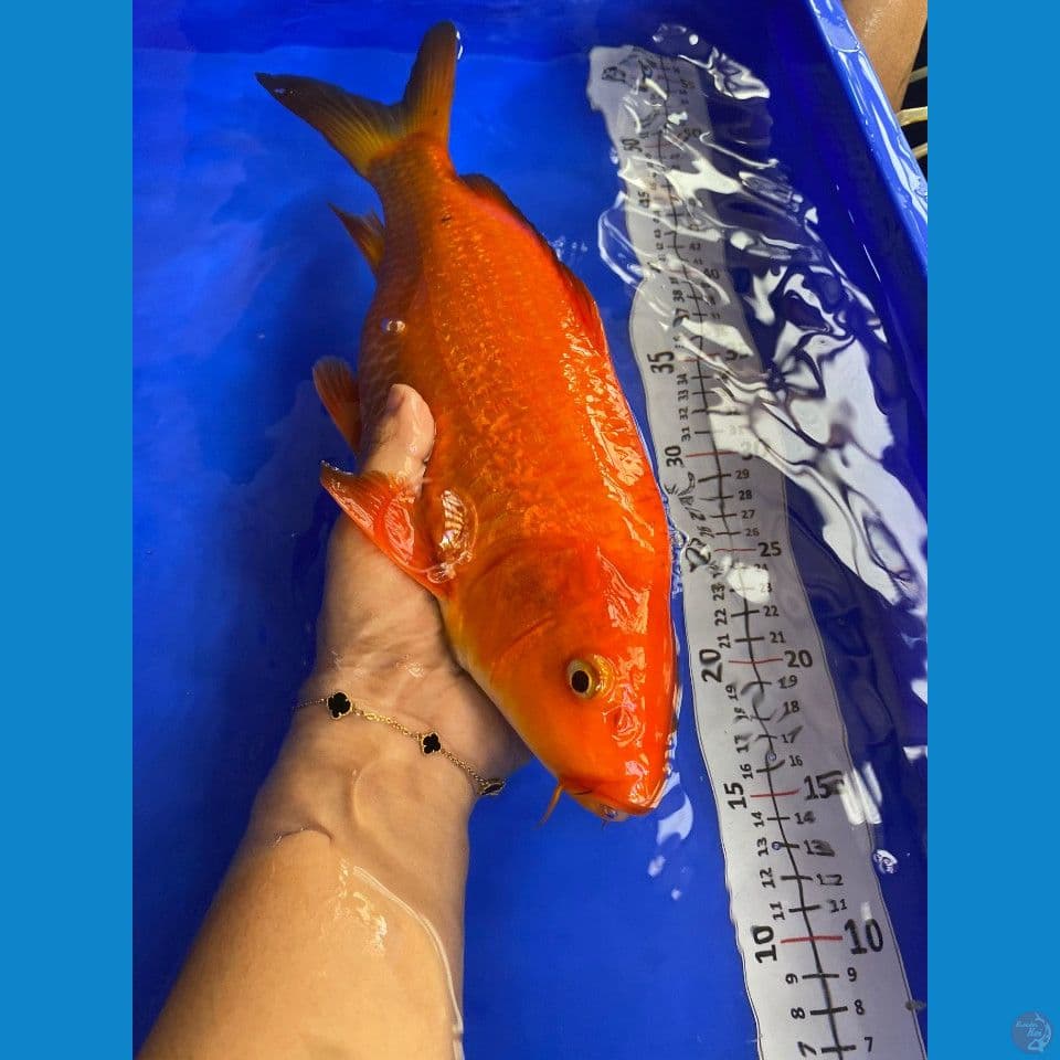 37cm