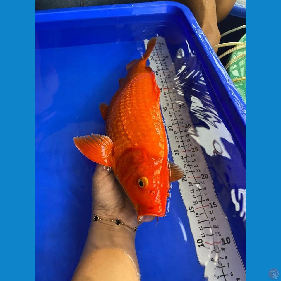 38cm