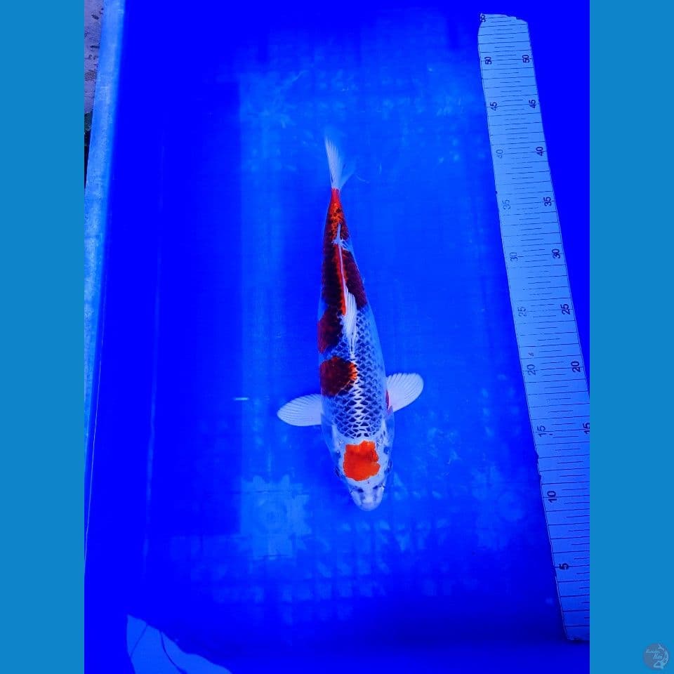 MARUTEN KUJAKU 30 CM