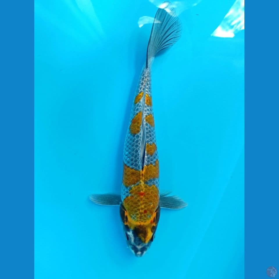 kogane ochiba 28cm