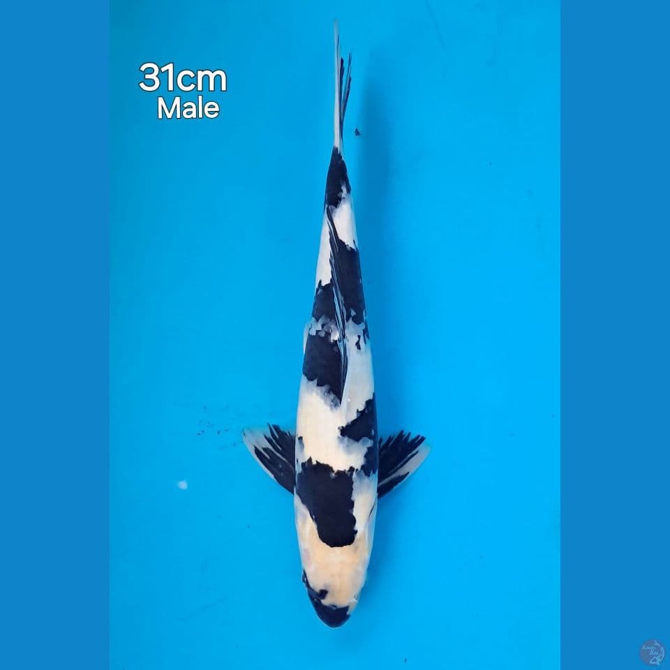 shiro 31 male