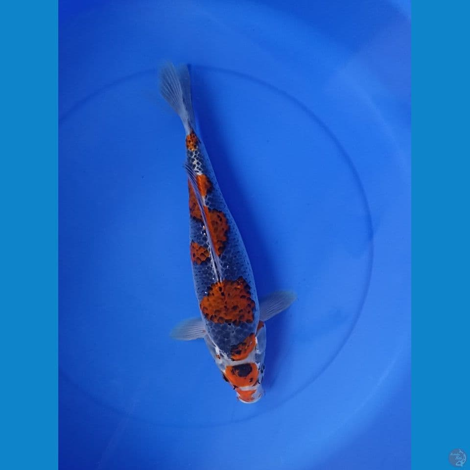 ghosiki 38 cm