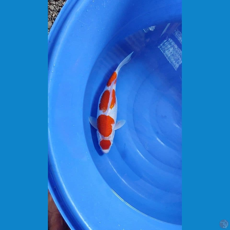 maruten Kohaku 39 cm Female