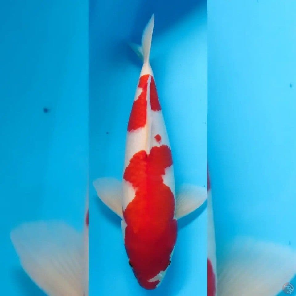 kohaku male 40cm