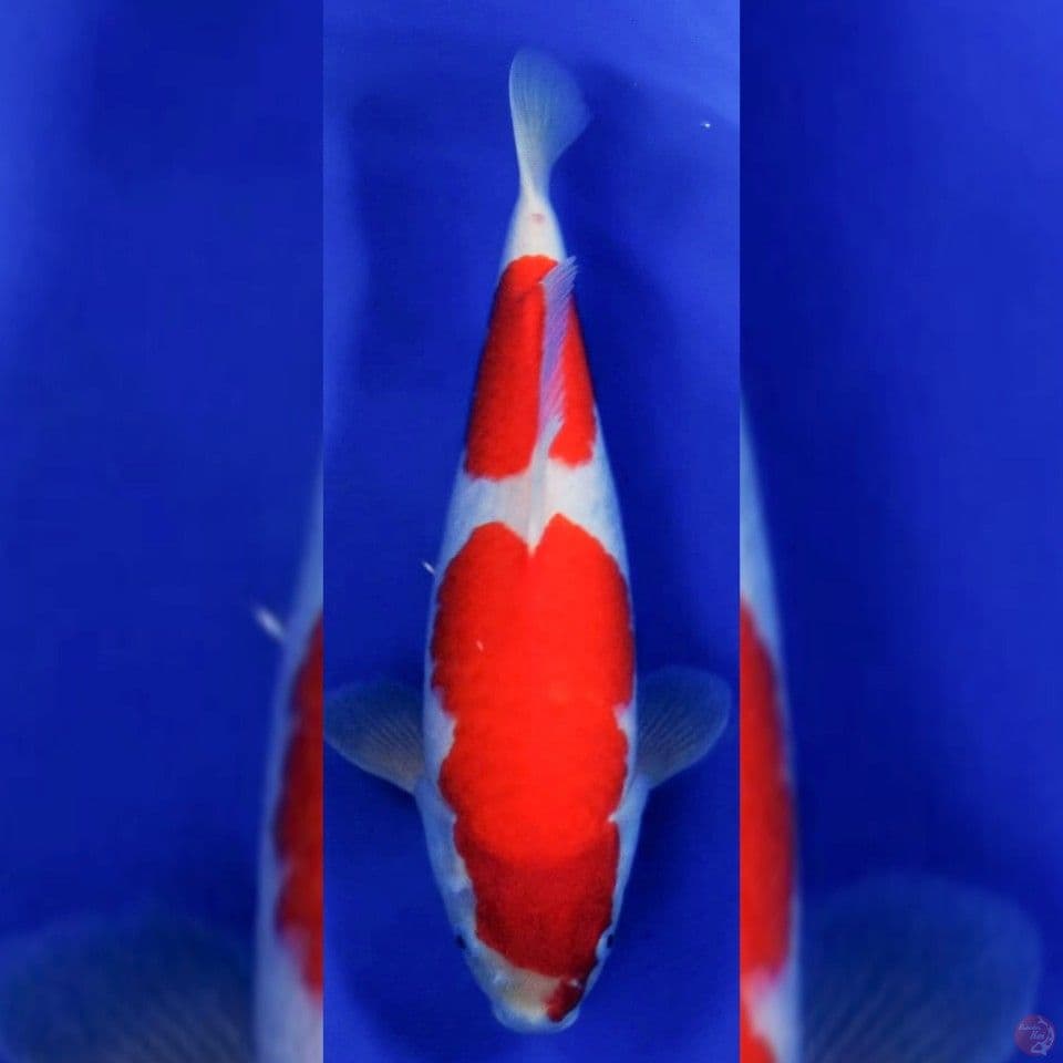 kohaku female 40cm