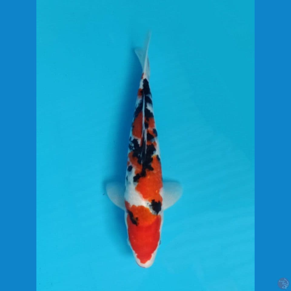 Sanke 28cm