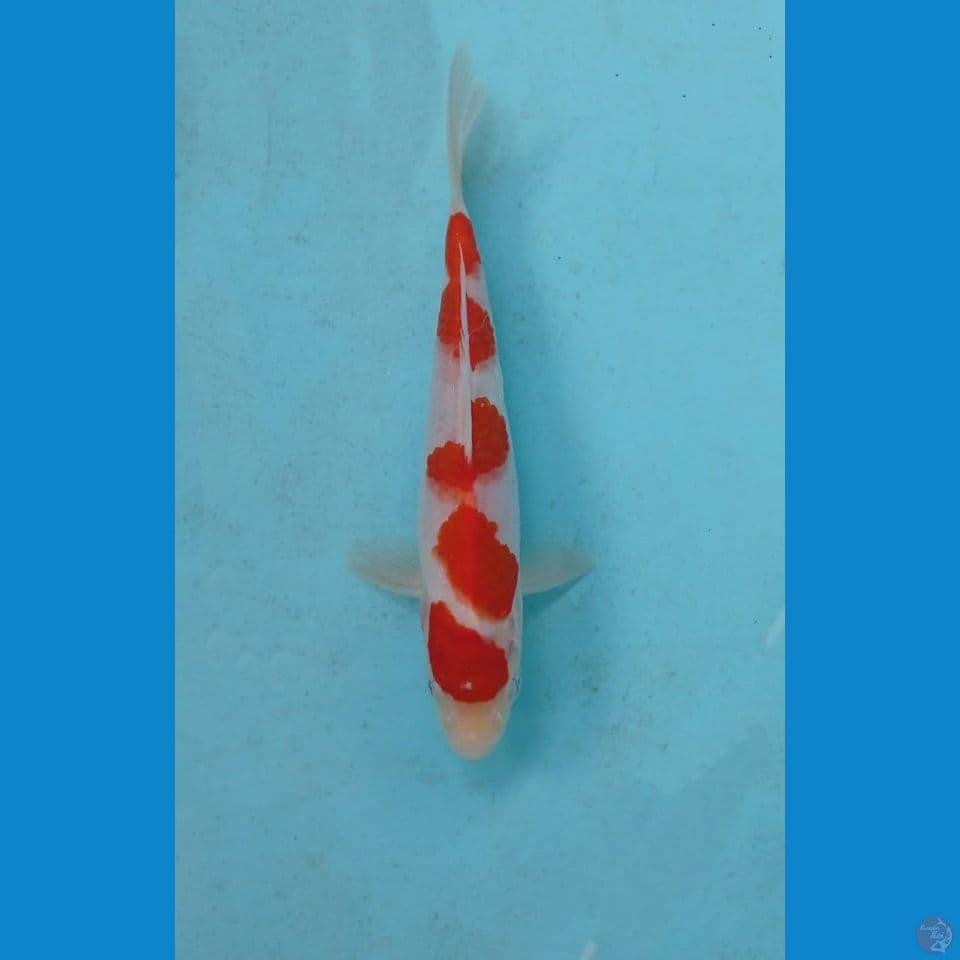 kohaku, 19 cm
