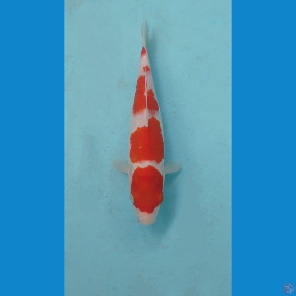 kohaku, 23 cm