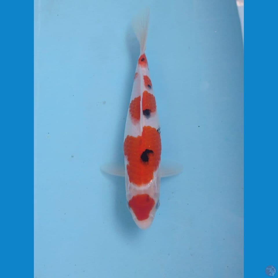 maruten sanke, 24 cm